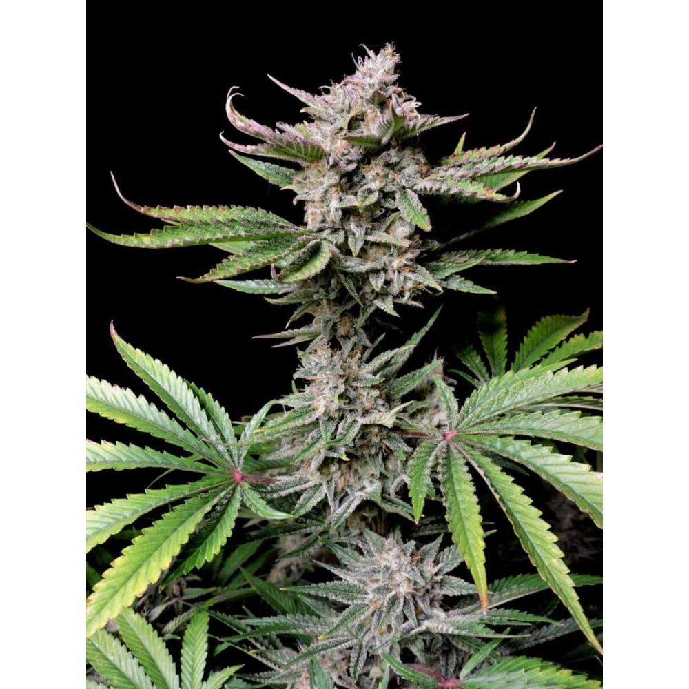 Fast Buds Cherry Cola automatic Hanfsamen