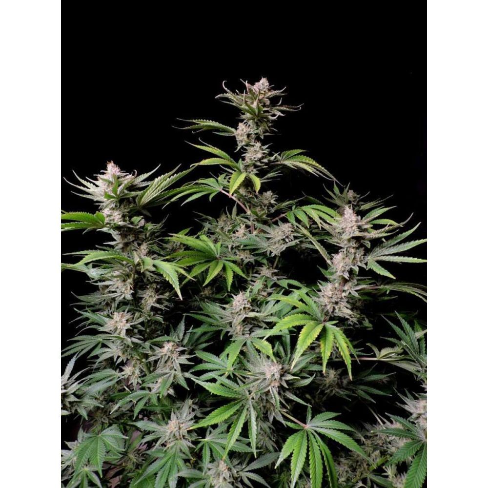 Fast Buds Cherry Cola automatic Hanfsamen