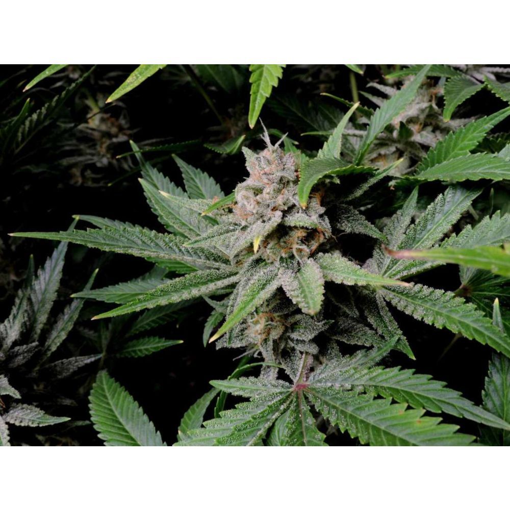 Fast Buds Cherry Cola automatic Hanfsamen