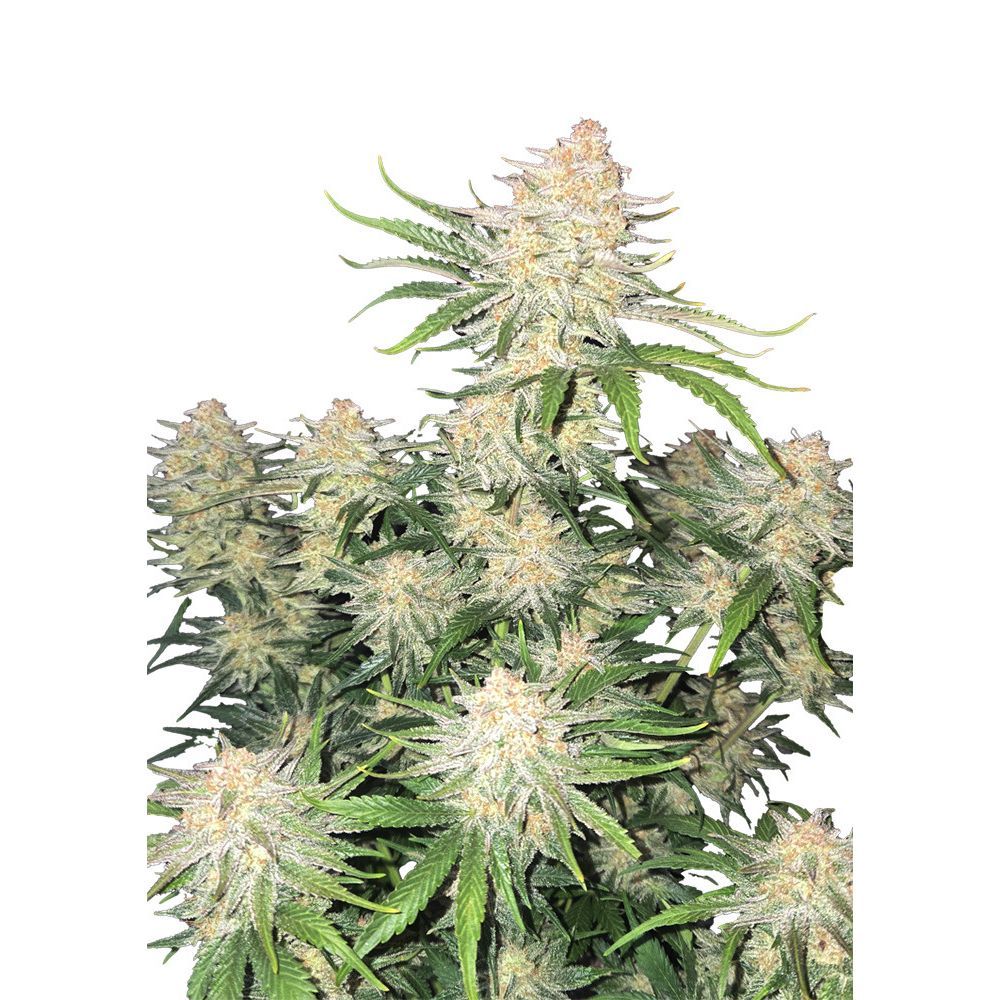 420FastBuds Frostbanger Automatic Hanfsamen Cannabisblüte