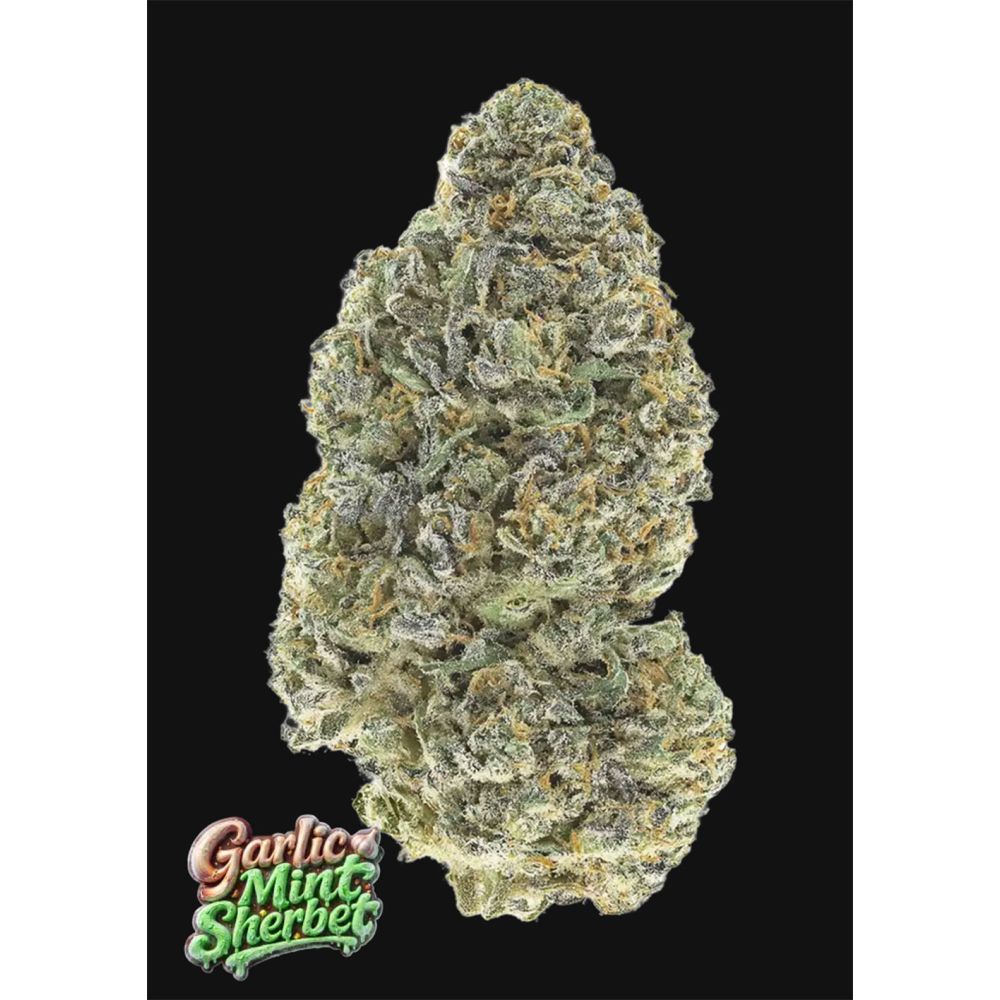 420 FastBuds Garlic Mint Sherbet Feminisierte Hanfsamen