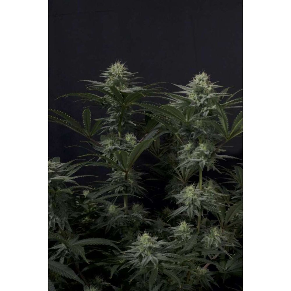 Fast Buds GG4 Sherbet FF femenisirt Hanfsamen