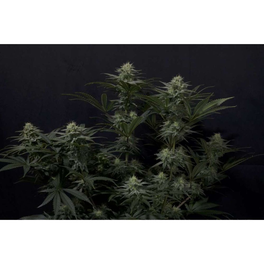 Fast Buds GG4 Sherbet FF femenisirt Hanfsamen
