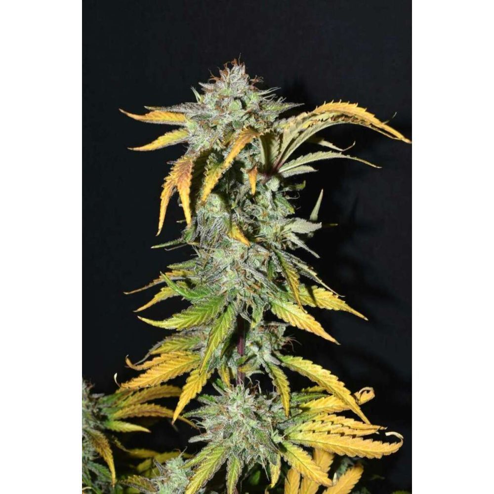 Fast Buds Grapefruit automatic Hanfsamen