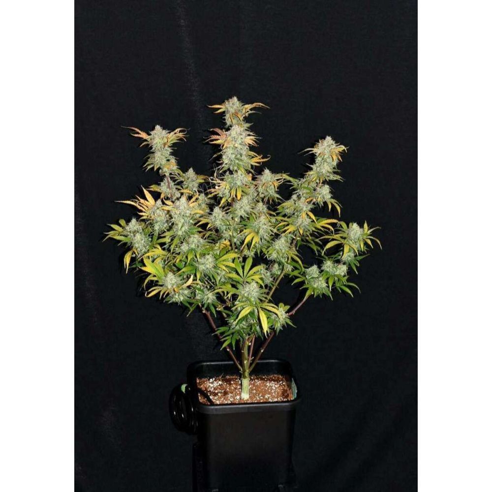 Fast Buds Grapefruit automatic Hanfsamen