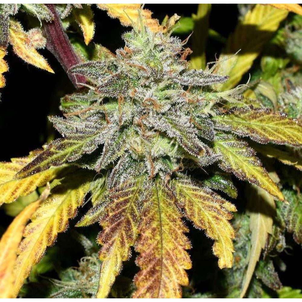 Fast Buds Grapefruit automatic Hanfsamen