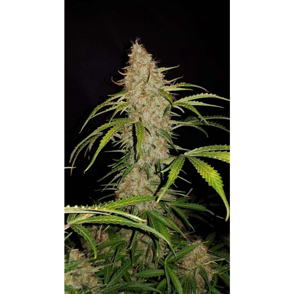 Fast Buds Jack Herer automatic Hanfsamen