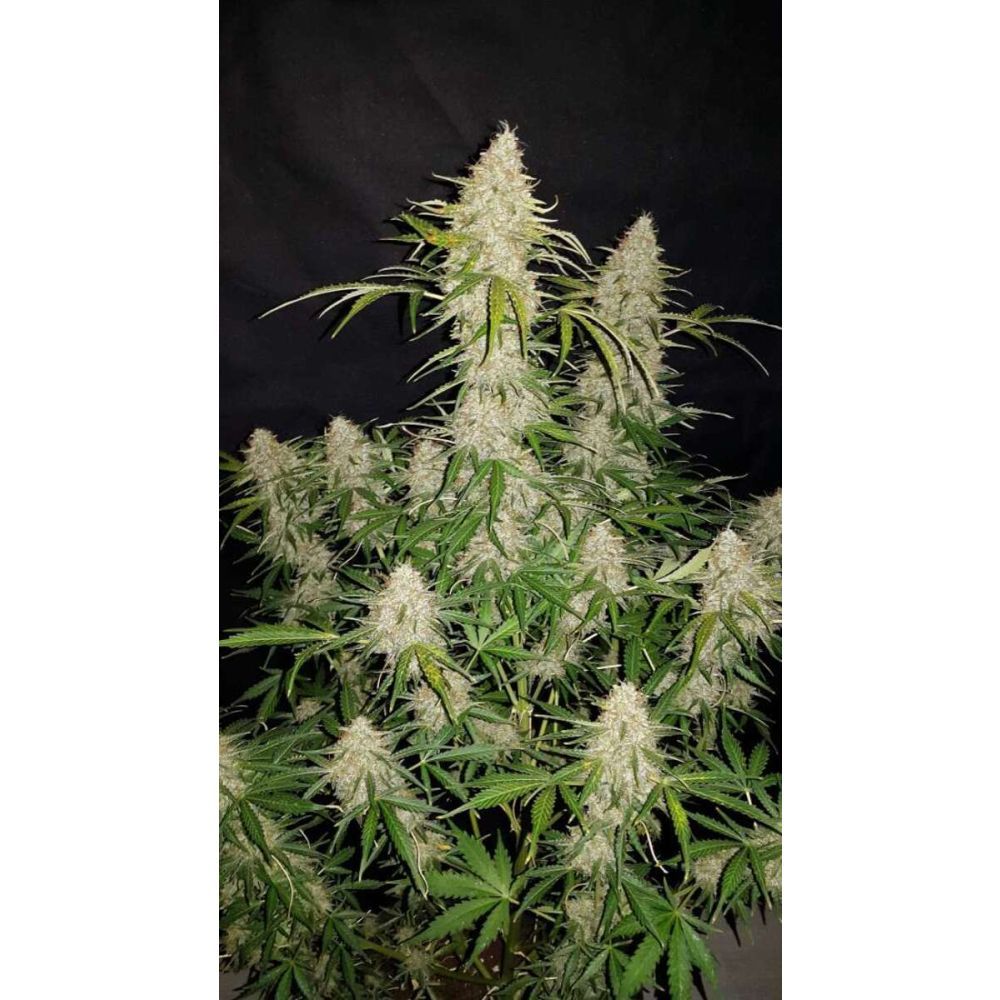 Fast Buds Jack Herer automatic Hanfsamen