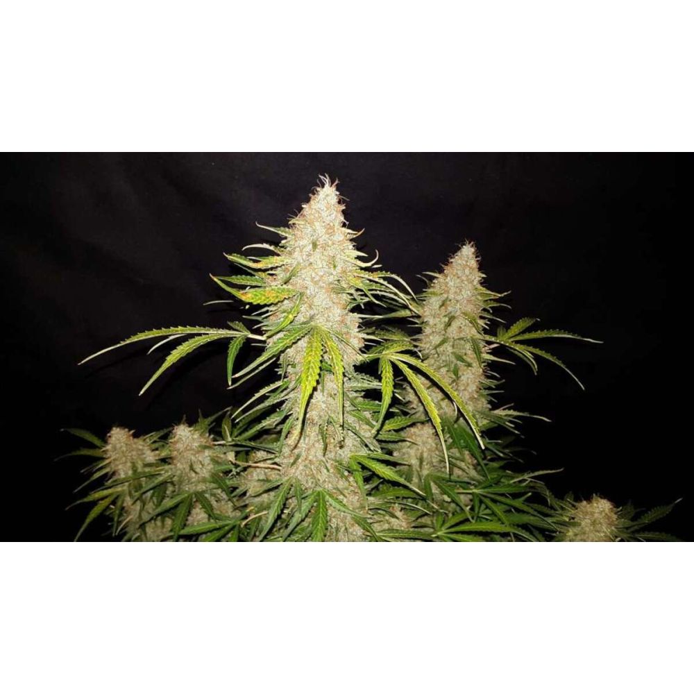 Fast Buds Jack Herer automatic Hanfsamen