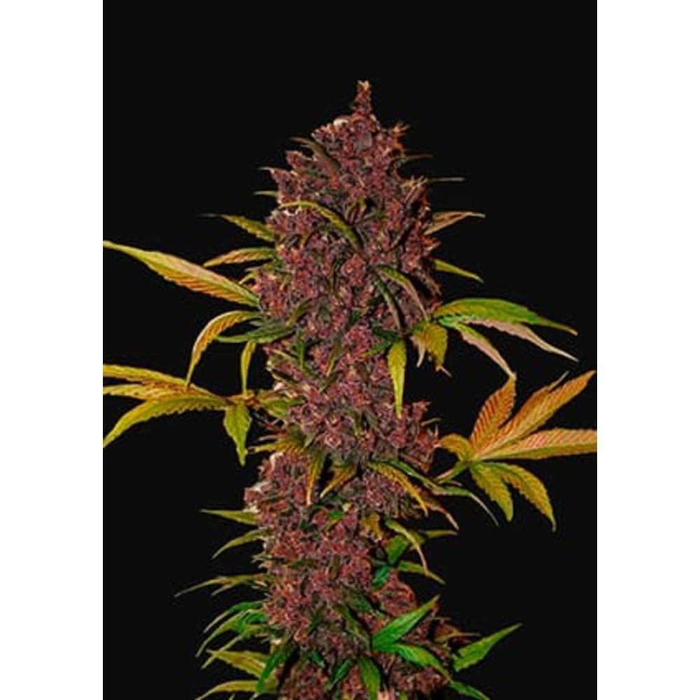 Fast Buds LSD-25 automatic Hanfsamen