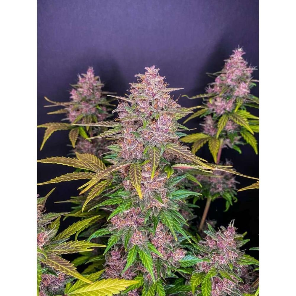 Fast Buds LSD-25 automatic Hanfsamen