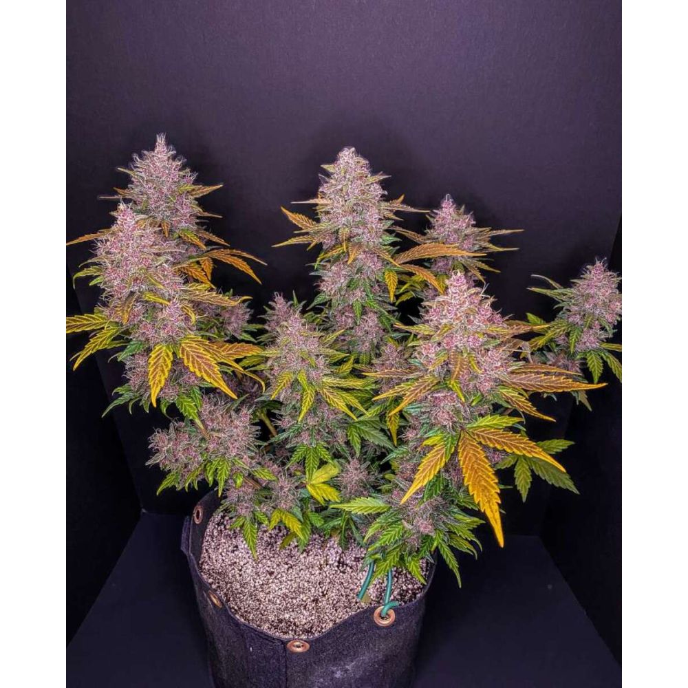 Fast Buds LSD-25 automatic Hanfsamen