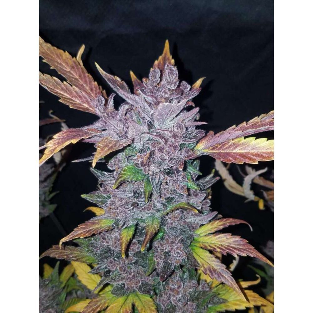 Fast Buds LSD-25 automatic Hanfsamen