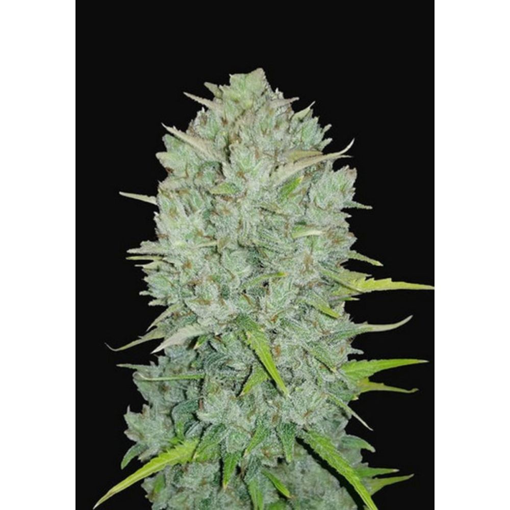 Fast Buds Northern Lights automatic Hanfsamen