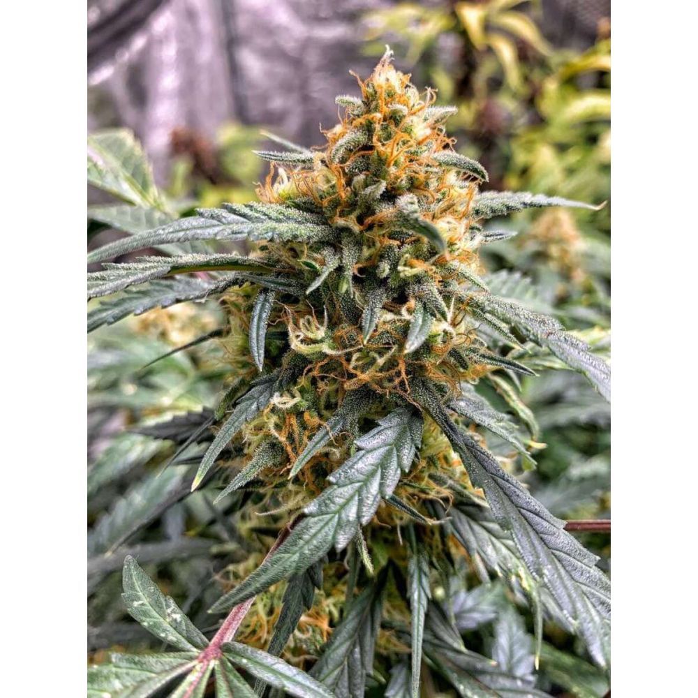 Fast Buds Northern Lights automatic Hanfsamen