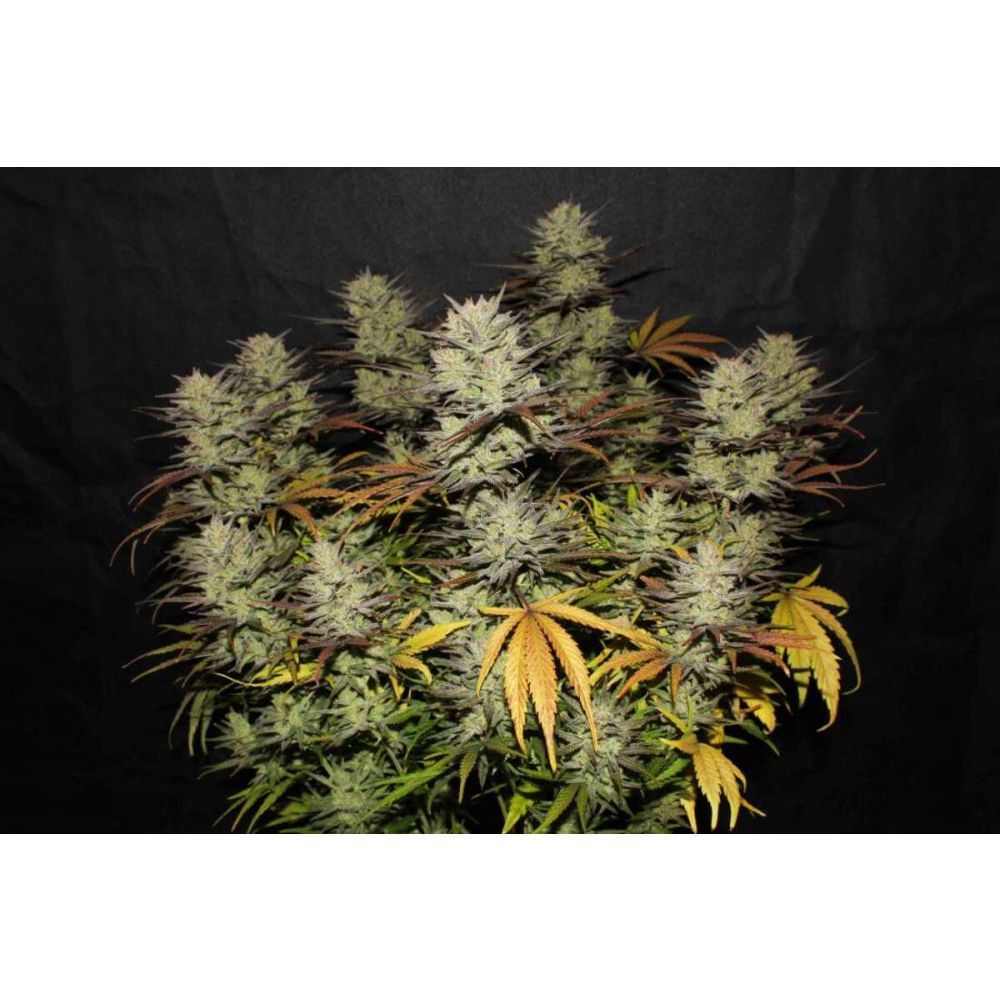 Fast Buds Northern Lights automatic Hanfsamen
