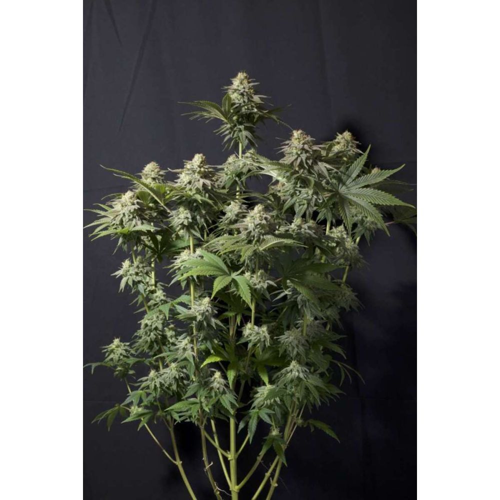 Fast Buds Orange Sherbet FF feminisiert femenisirt Hanfsamen