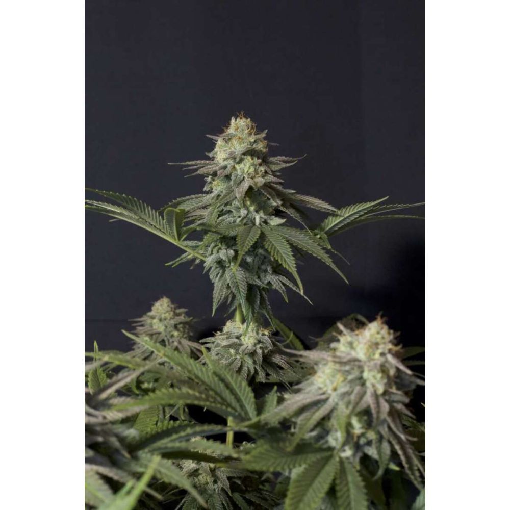 Fast Buds Orange Sherbet FF feminisiert femenisirt Hanfsamen