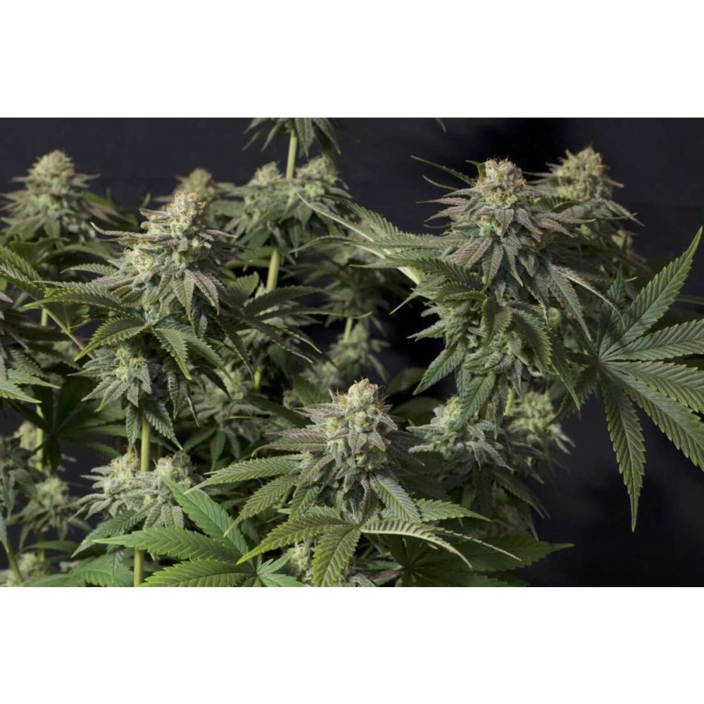 Fast Buds Orange Sherbet FF feminisiert femenisirt Hanfsamen