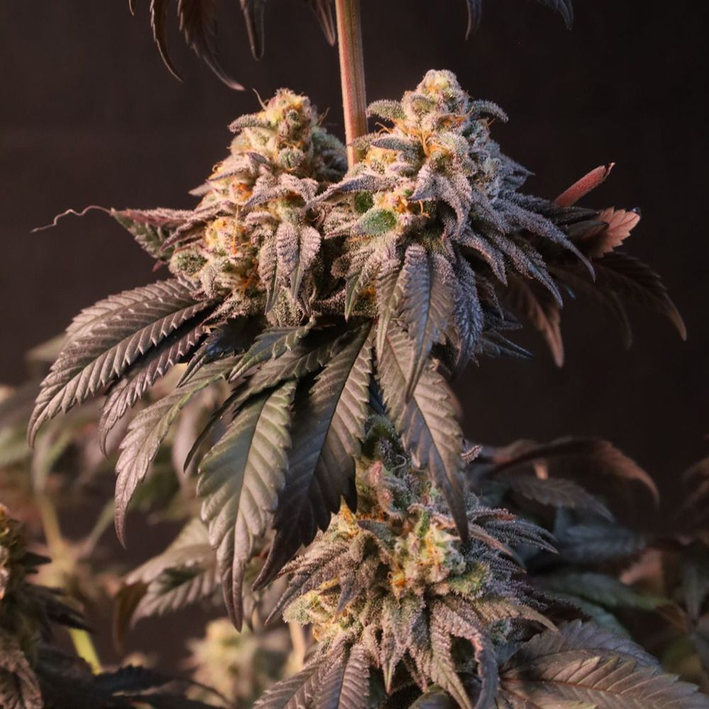 FastBuds Papayaton Feminisierte Hanfsamen Blüte