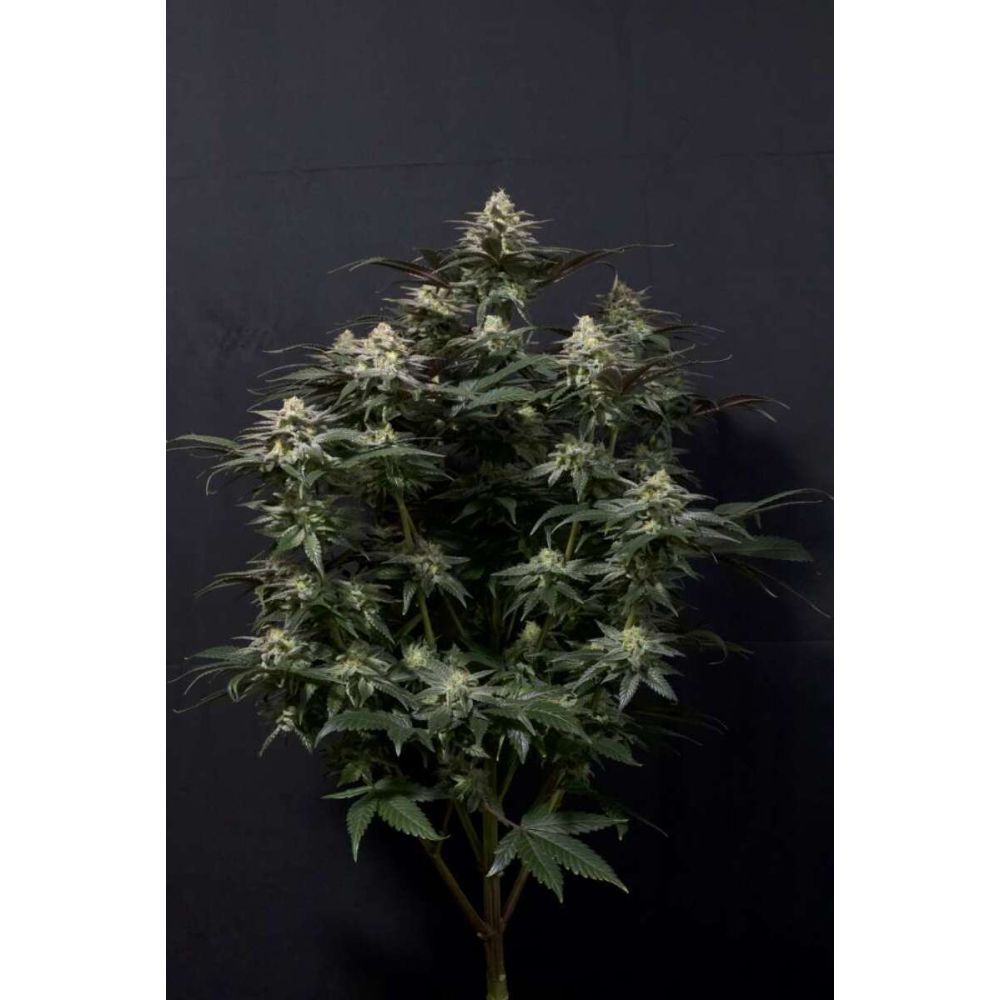 Fast Buds Purple Lemonade FF femenisirt Hanfsamen