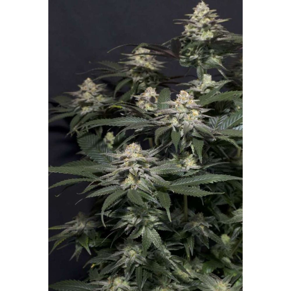 Fast Buds Purple Lemonade FF femenisirt Hanfsamen