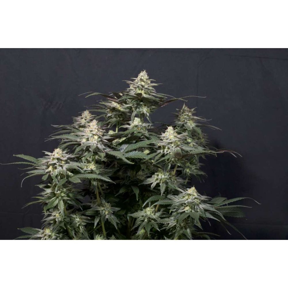 Fast Buds Purple Lemonade FF femenisirt Hanfsamen