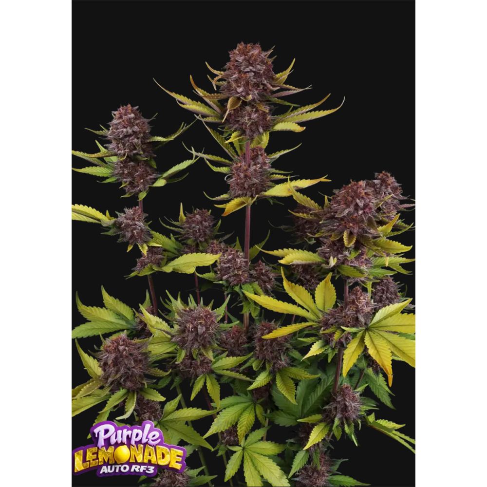 420 FastBuds Purple Lemonade RF3 Auto Automatic Hanfsamen