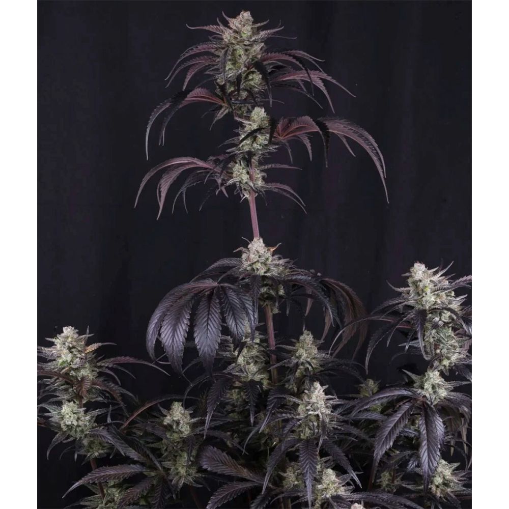 420 FastBuds Strawberry Gorilla RF3 Automatic Hanfsamen