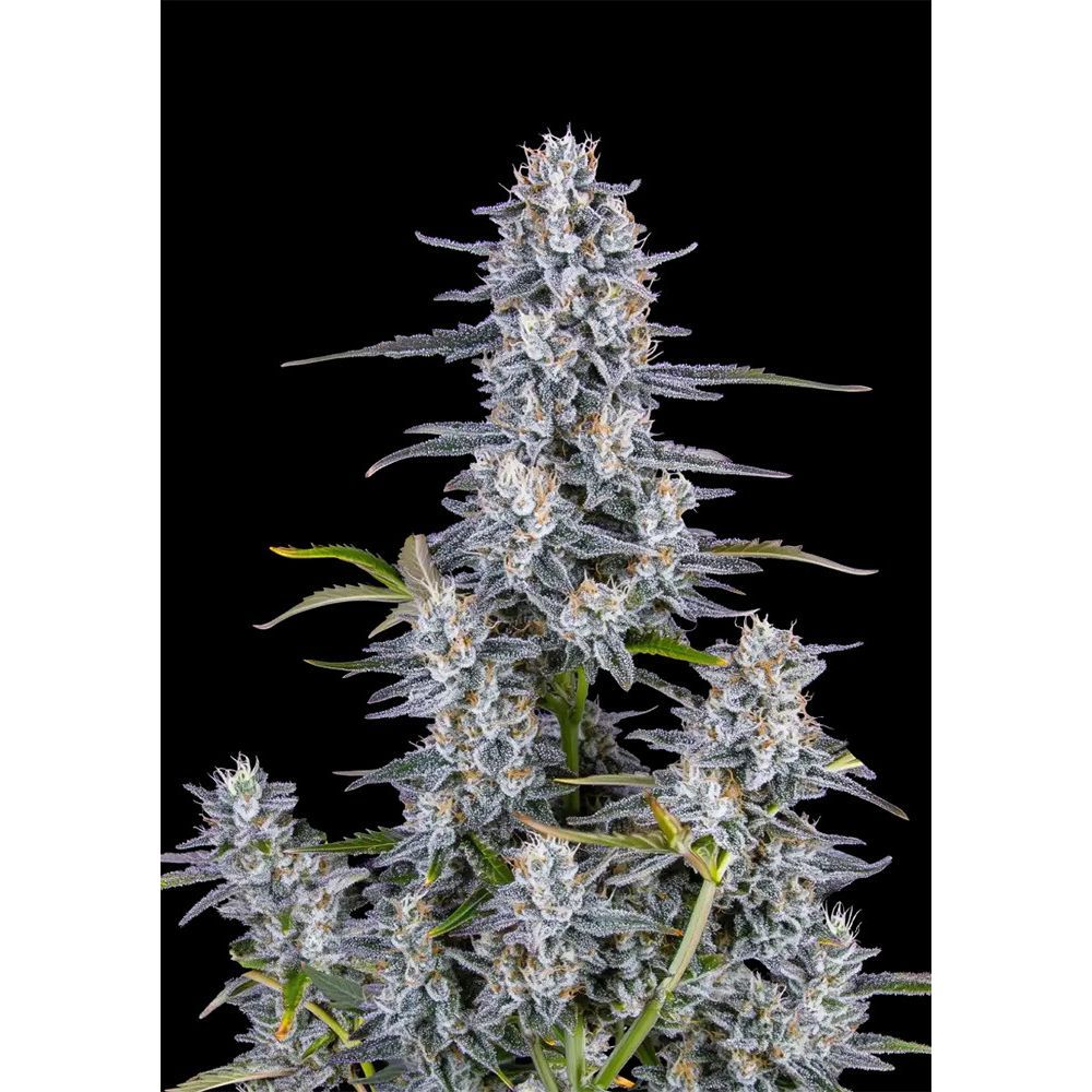 420 FastBuds Super Boof Automatic Hanfsamen