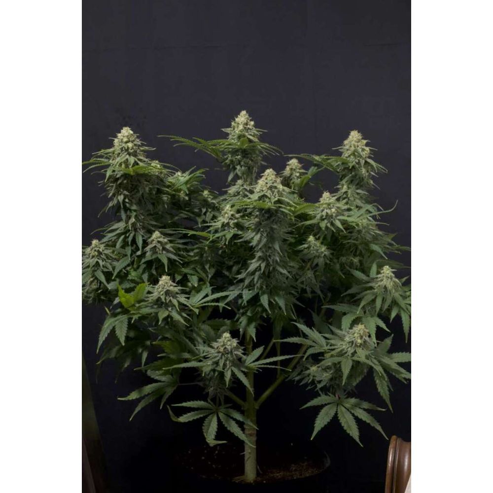 Fast Buds Wedding Cheesecake FF Feminisierte Hanfsamen