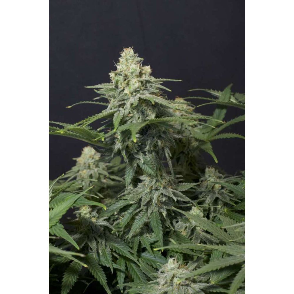Fast Buds Wedding Cheesecake FF Feminisierte Hanfsamen