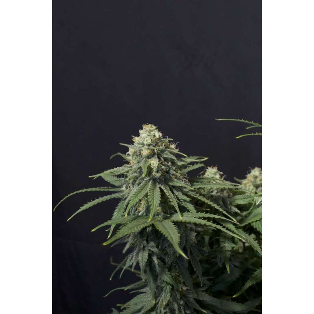 Fast Buds Wedding Cheesecake FF Feminisierte Hanfsamen