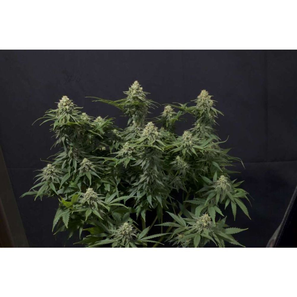 Fast Buds Wedding Cheesecake FF Feminisierte Hanfsamen