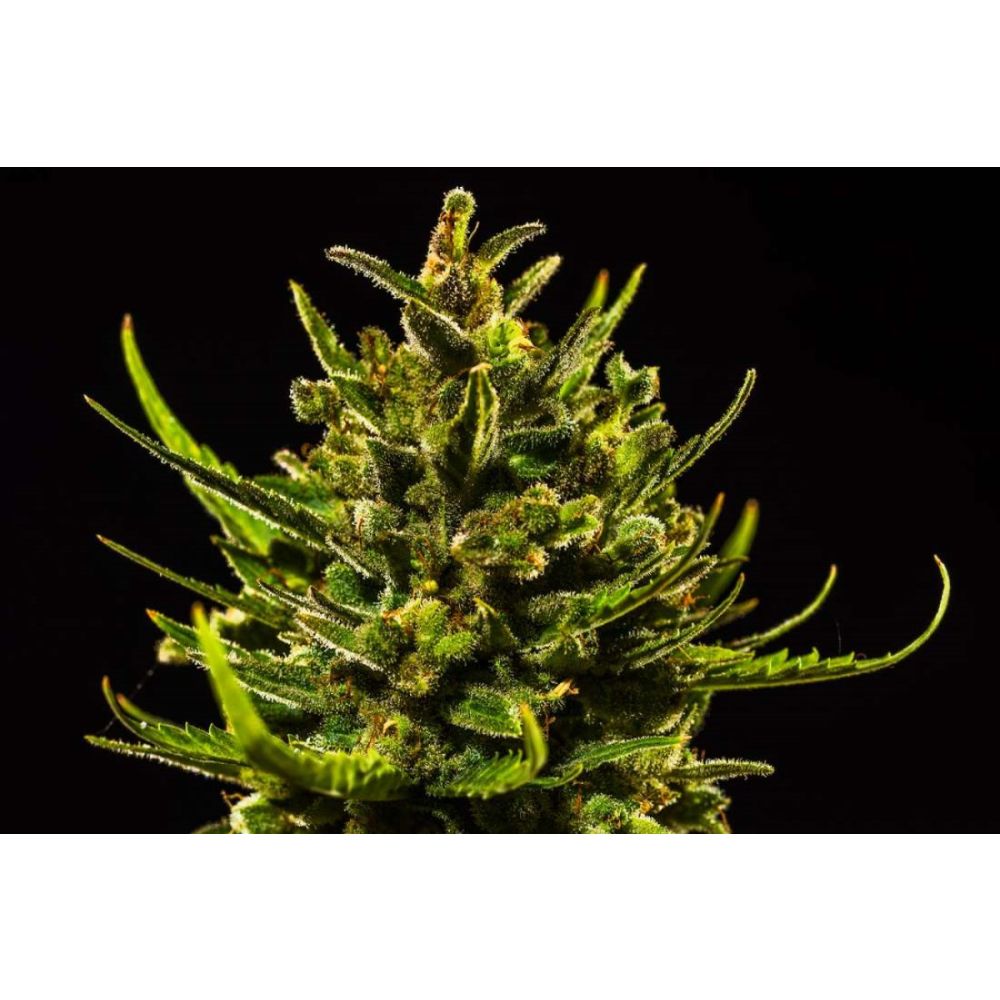 Fast Buds White Widow automatic Hanfsamen