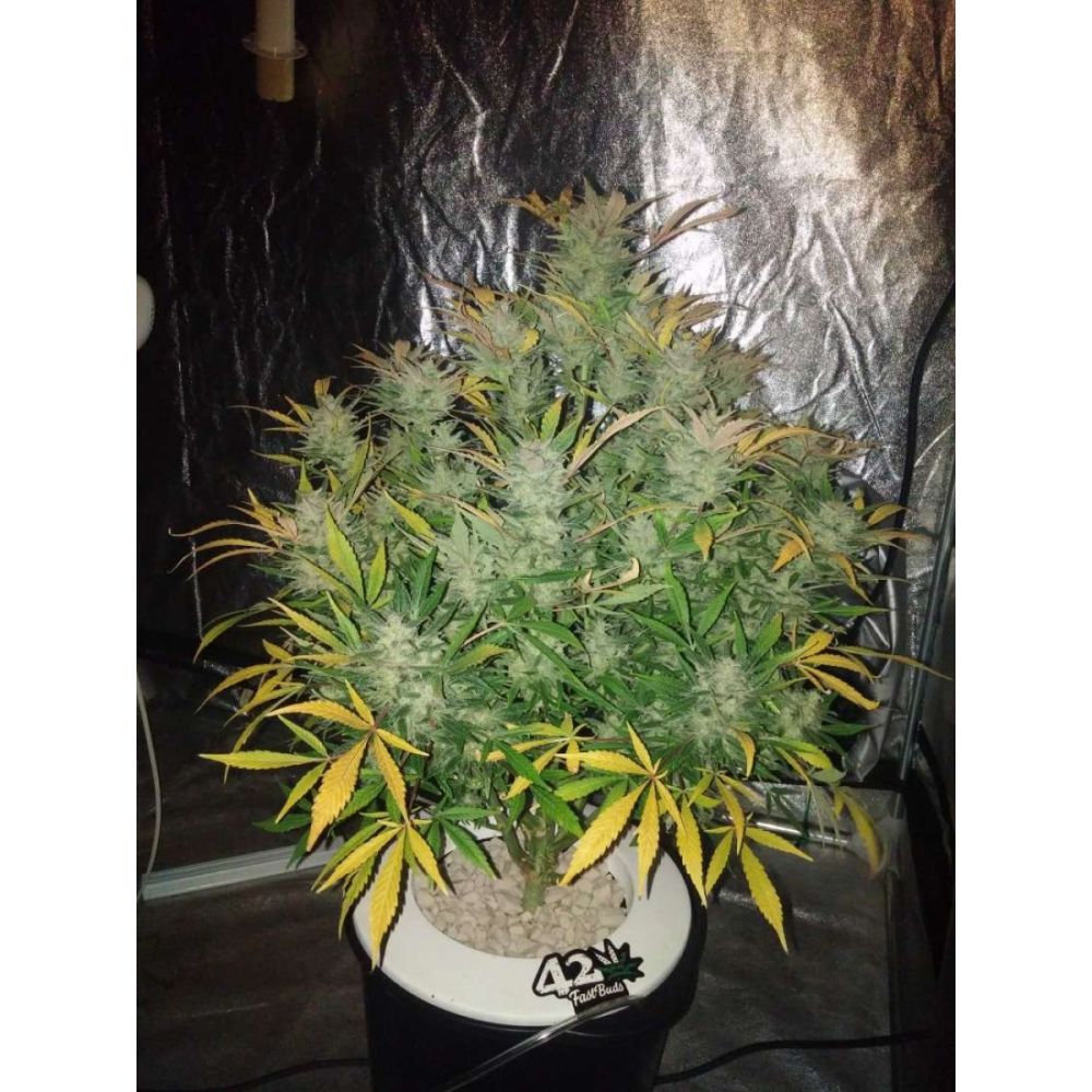 Fast Buds White Widow automatic Hanfsamen