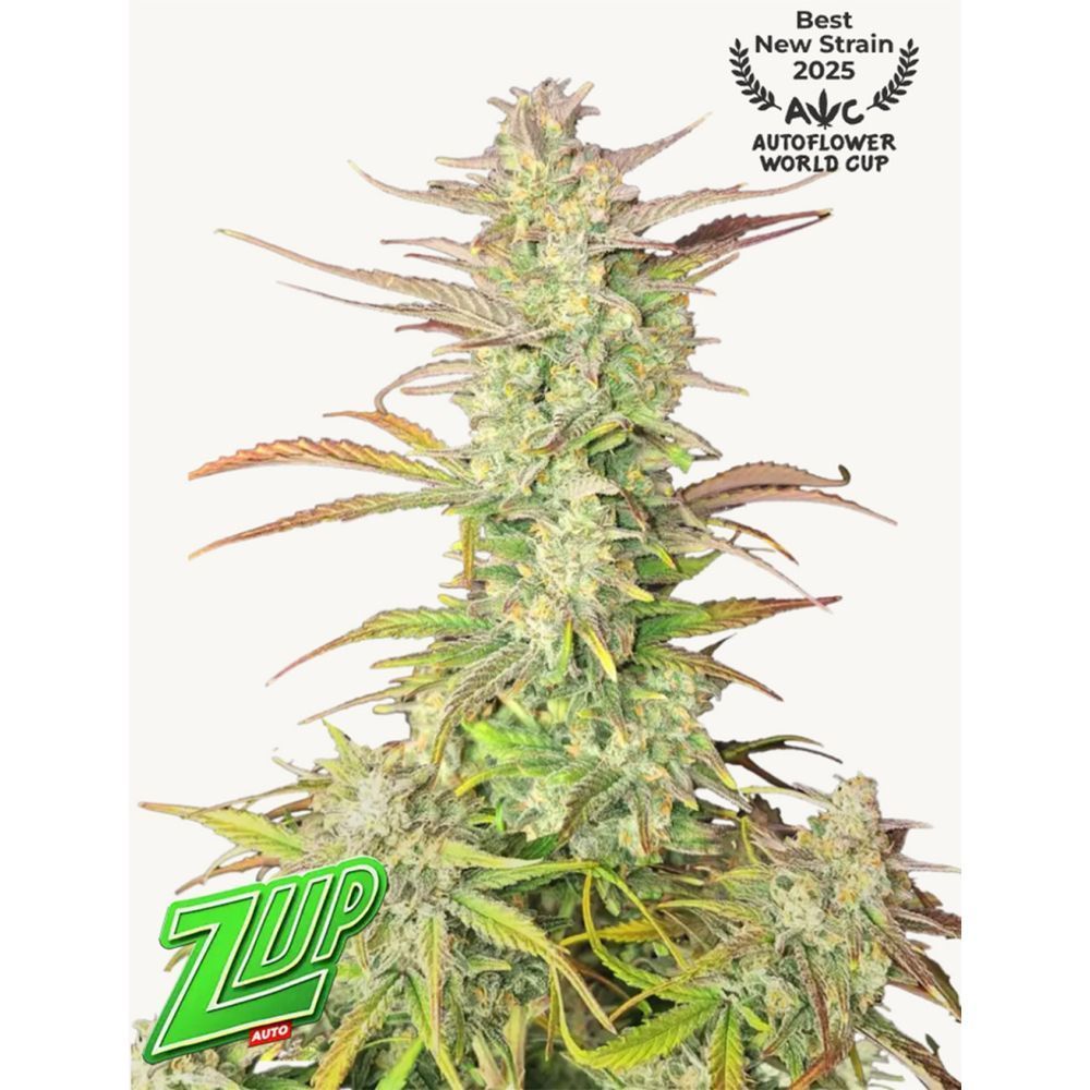 420FastBuds Z-Up Automatic Hanfsamen Cannabisblüte