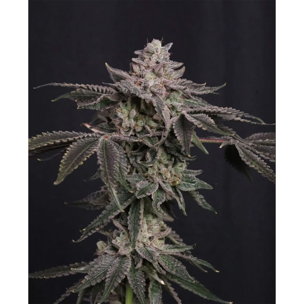 420 FastBuds Z42 Feminisierte Hanfsamen