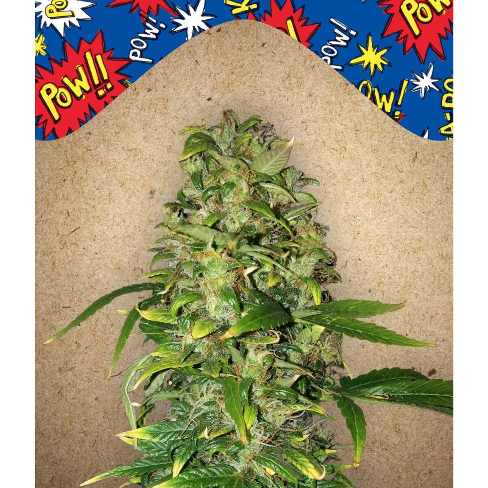 Female Seeds AK Automatic Hanfsamen