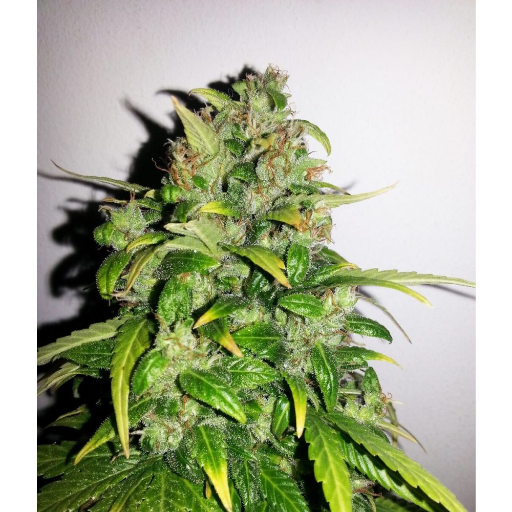Female Seeds AK Automatic Hanfsamen