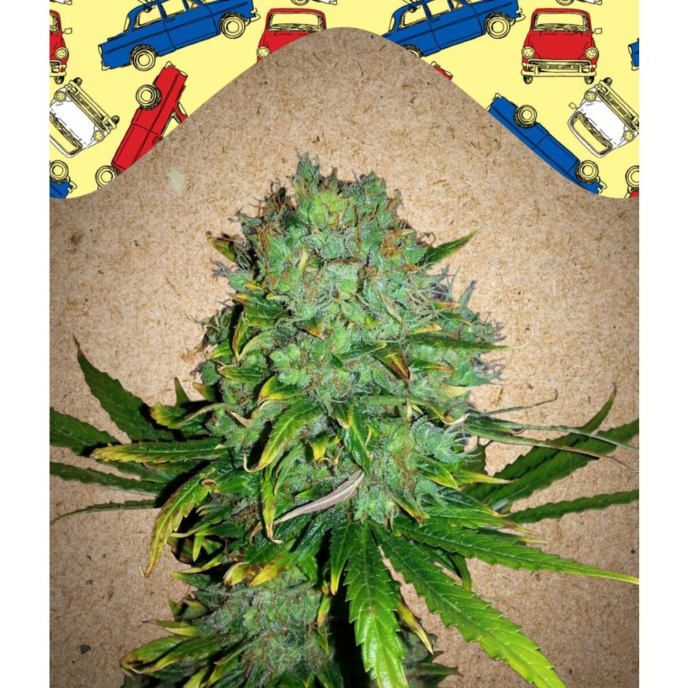 Female Seeds Auto NL Automatic Hanfsamen