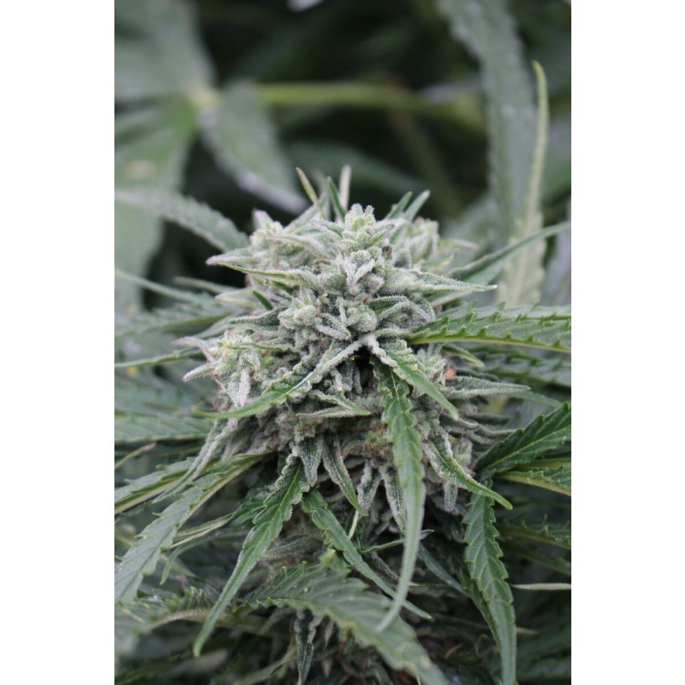 Female Seeds Auto NL Automatic Hanfsamen
