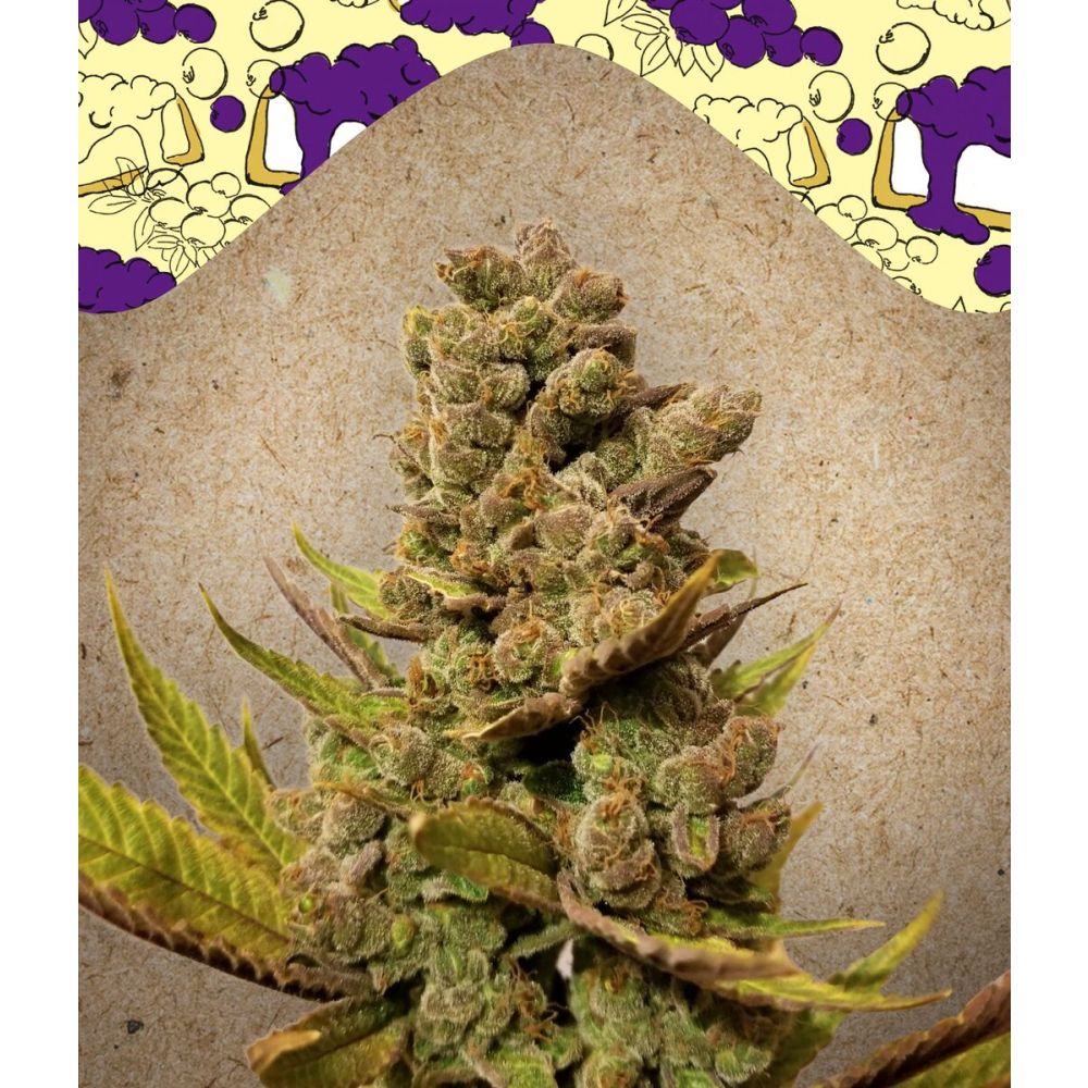 Female Seeds Blueberry Cheesecake Feminisierte Hanfsamen