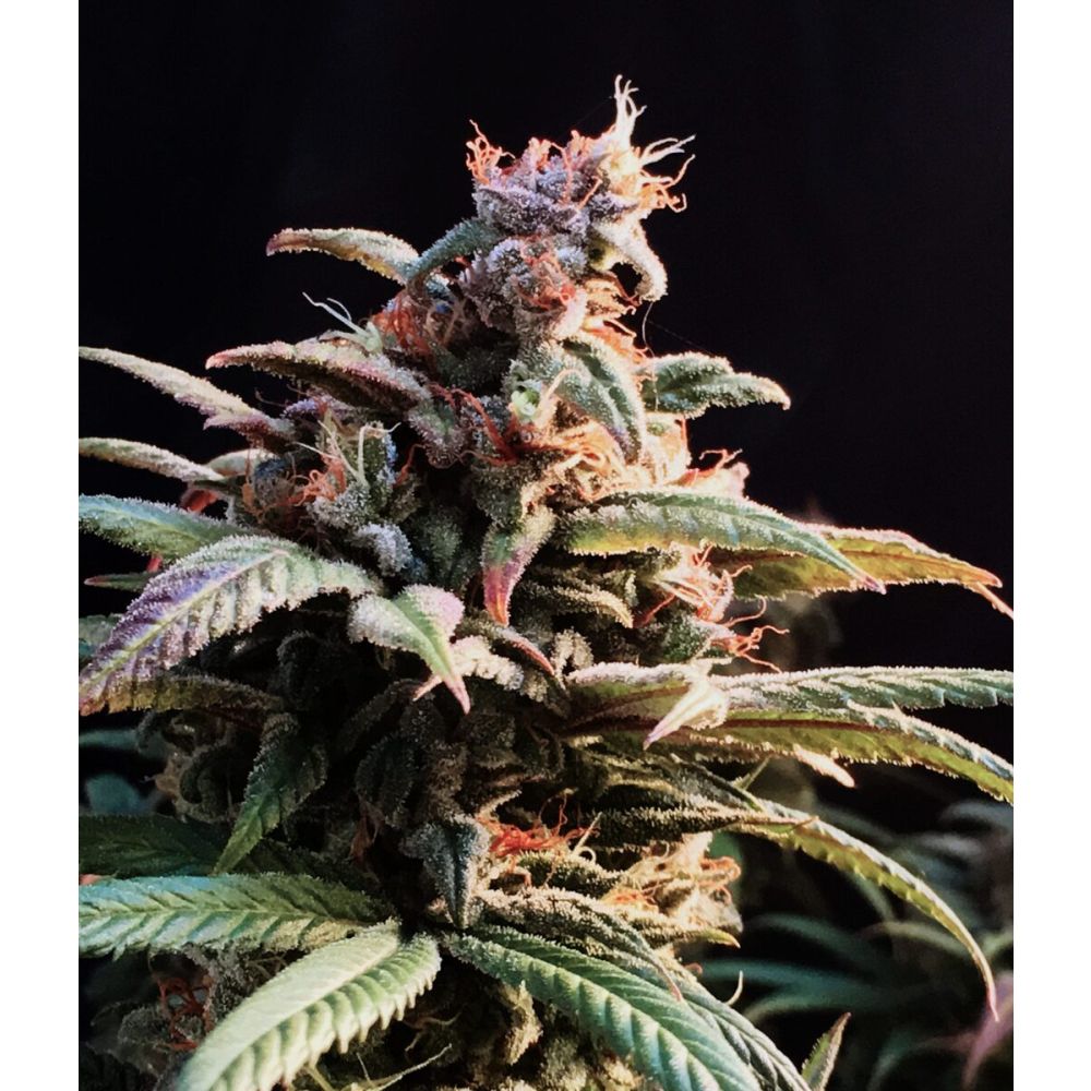 Female Seeds Blueberry Cheesecake Feminisierte Hanfsamen