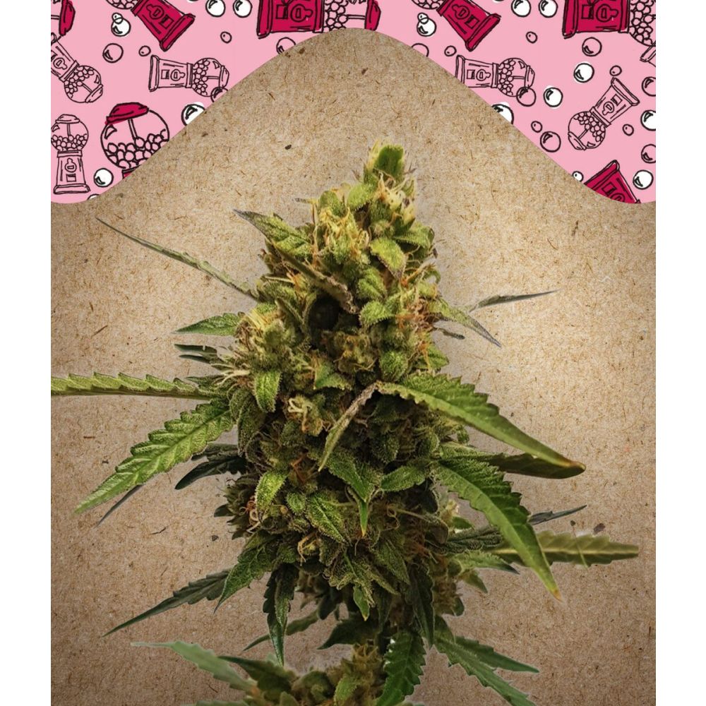 Female Seeds Bubble Automatic Hanfsamen