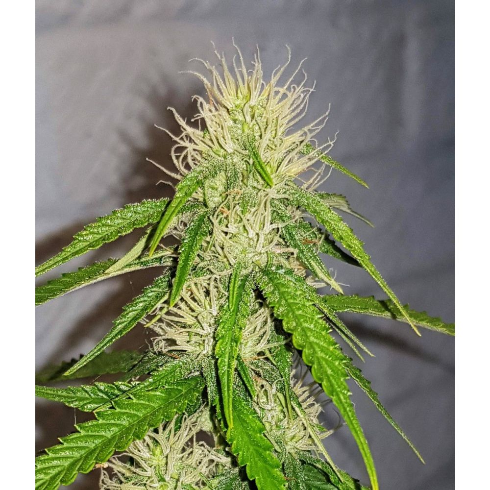 Female Seeds Bubble Automatic Hanfsamen