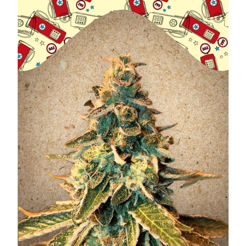Female Seeds Chem OG Feminisierte Hanfsamen