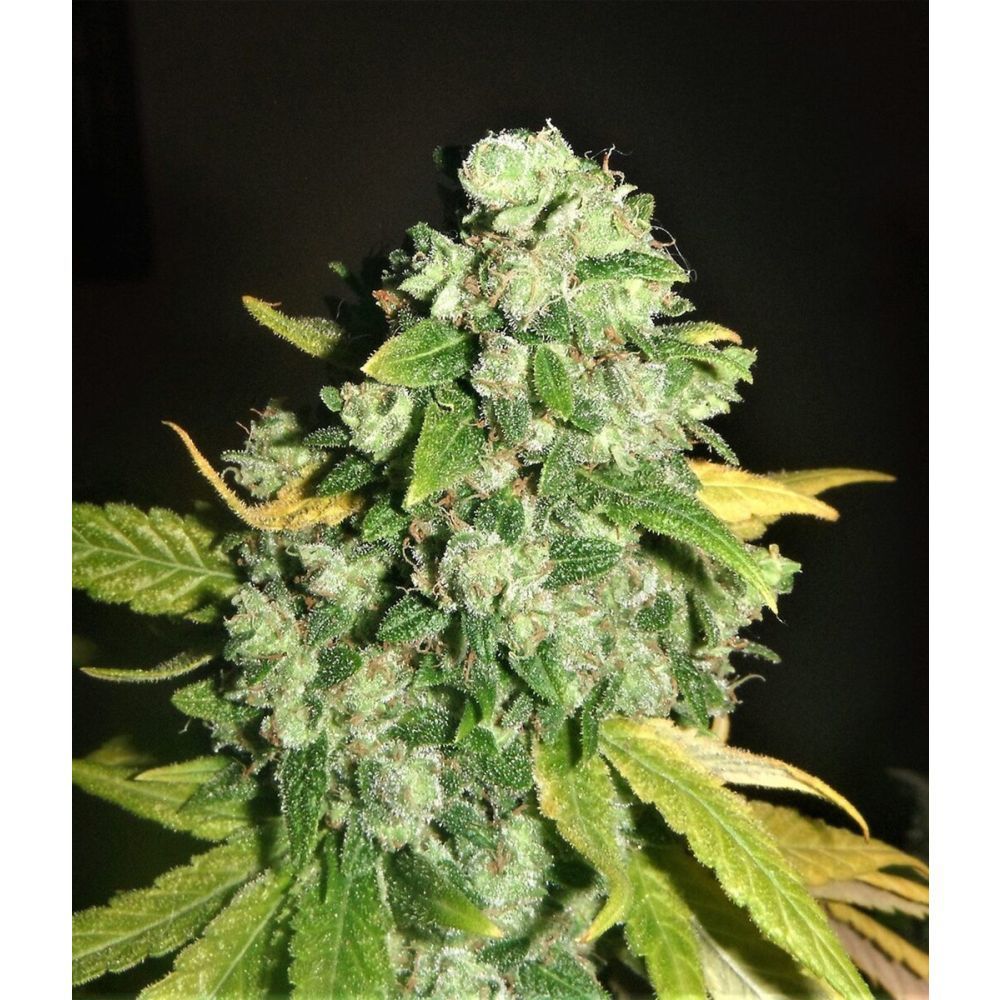 Female Seeds Chem OG Feminisierte Hanfsamen
