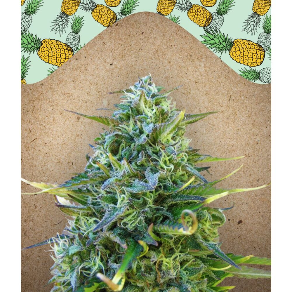 Female Seeds Critical Sour feminisierte Hanfsamen