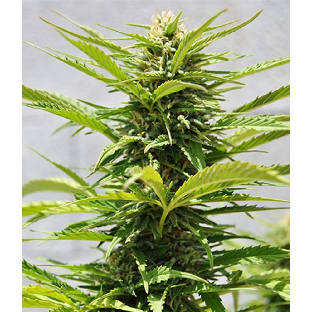 Female Seeds Critical Sour feminisierte Hanfsamen